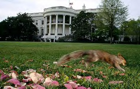 “Making a getaway, an unauthorized visitor to the White House lawn dashes off with a peanut. Groundskeepers erected squirrel feeders to entice the rodents away from flower bulbs, a solution that sometimes works for gardeners, who concede: If you can’t beat ’em, feed ’em.” 